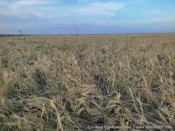 В Туркменистане жара достигнет +45°
